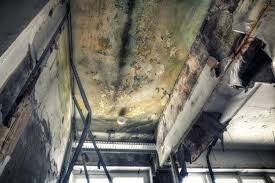 Why You Should Choose Our Mold Remediation Services in Old Miakka, FL